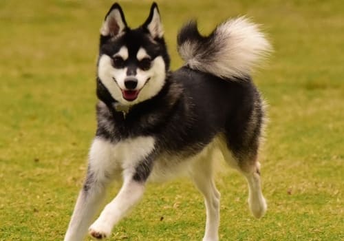 Alaskan Klee Kai