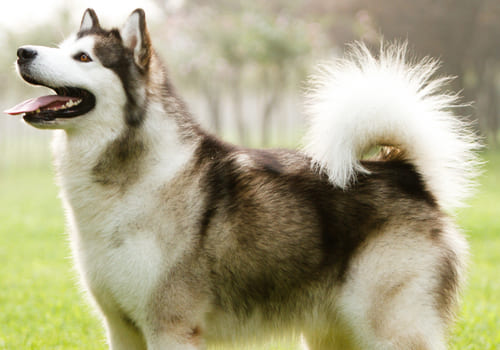 Alaskan Malamute