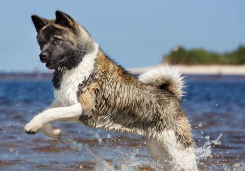 American Akita