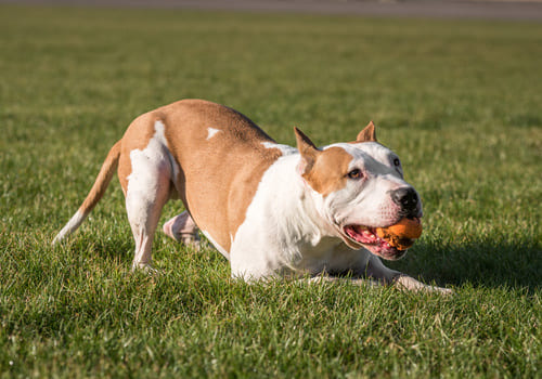 American Bulldog