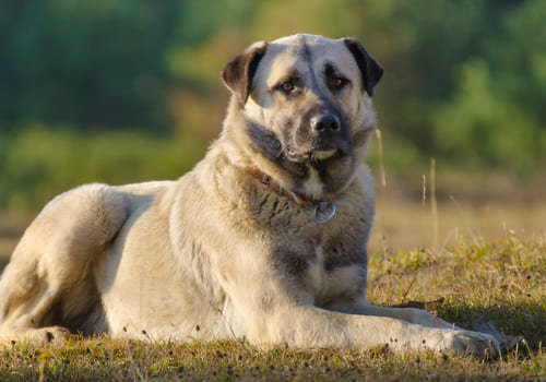 Anatolian Shepherd Dog