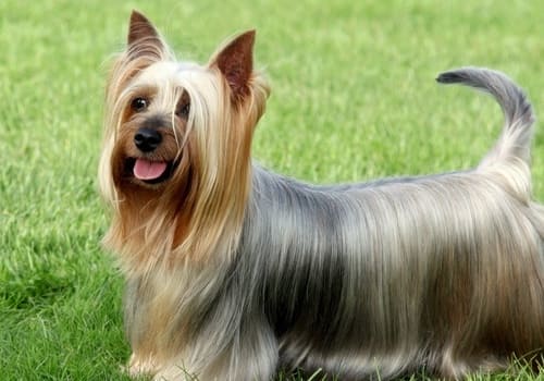 Australian Silky Terrier