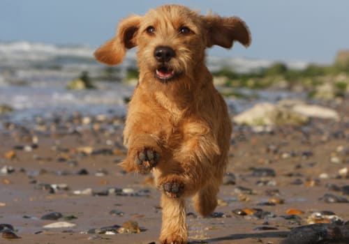 Basset Fauve de Bretagne