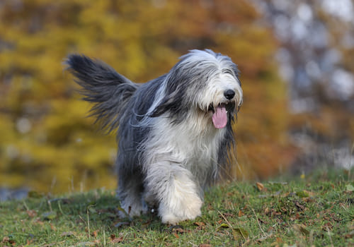 Bearded Collie