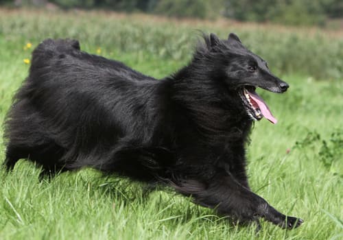 Belgian Shepherd Groenendael