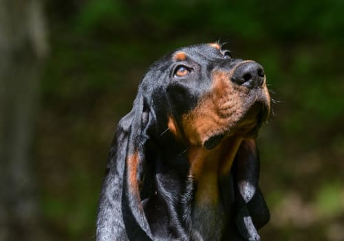 Black and Tan Coonhound