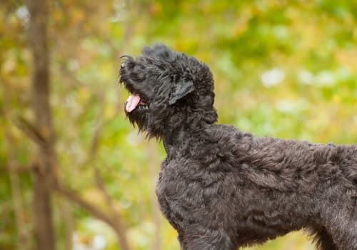 Black Russian Terrier