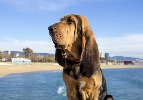 Bloodhound