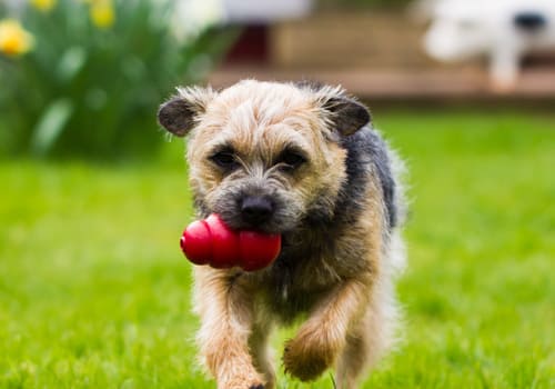 Border Terrier