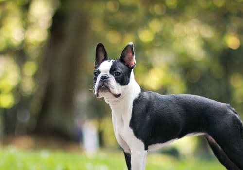 Boston Terrier