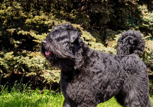 Bouvier Des Flandres