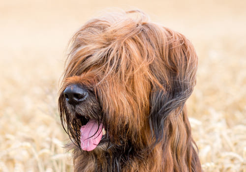 Briard