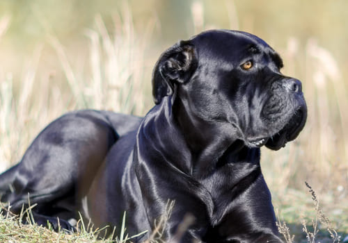 Cane Corso