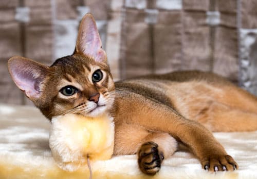 Abyssinian