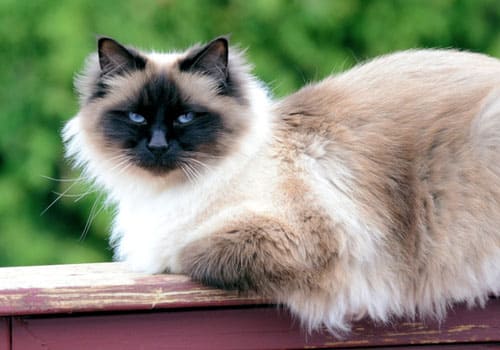 Birman