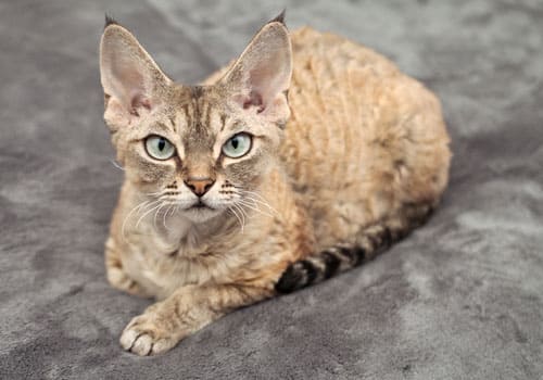 Devon Rex