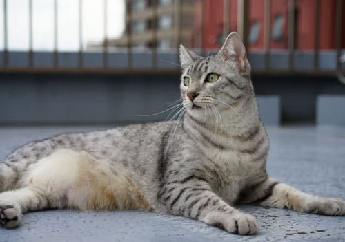 Egyptian Mau