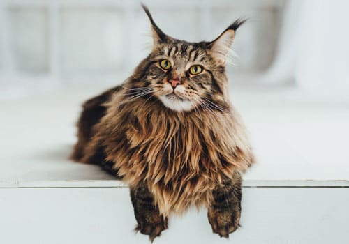 Maine Coon