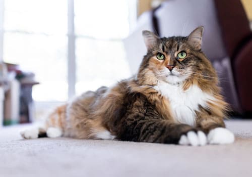 Norwegian Forest Cat