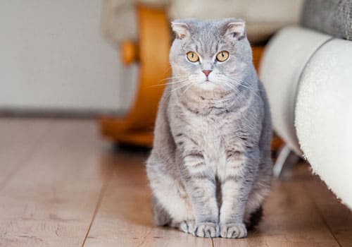 Scottish Fold