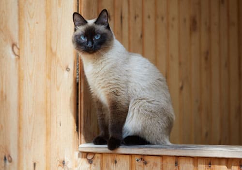 Siamese