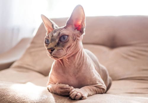 Sphynx