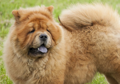 Chow Chow