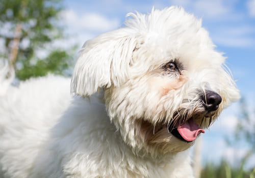 Coton de Tulear