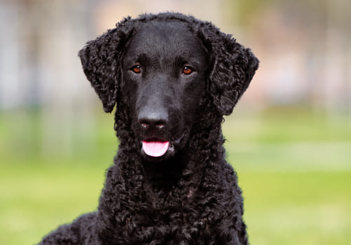 Curly-Coated Retriever