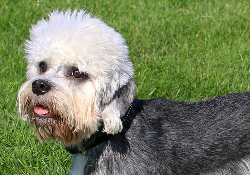 Dandie Dinmont Terrier