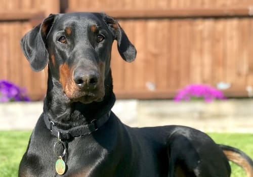 Dobermann