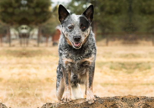 Australian Cattle Dog