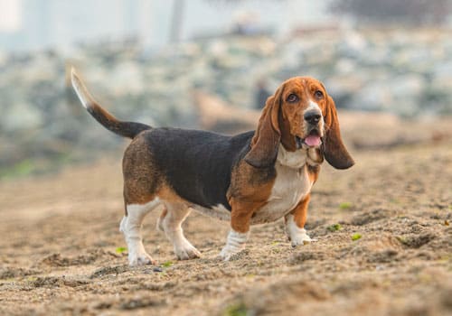 Basset Hound