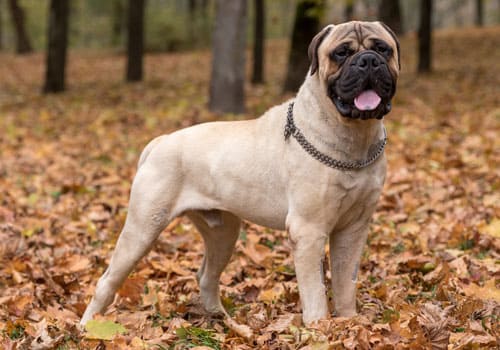 Bullmastiff