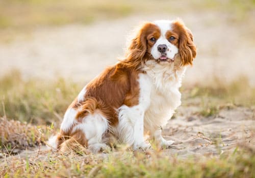 Cavalier King Charles Spaniel