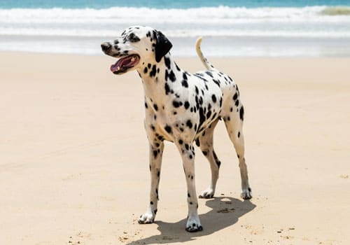 Dalmation