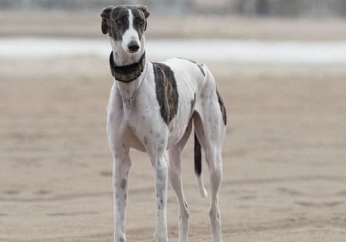 Greyhound