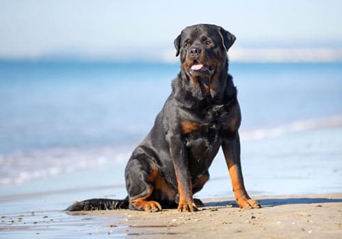 Rottweiller