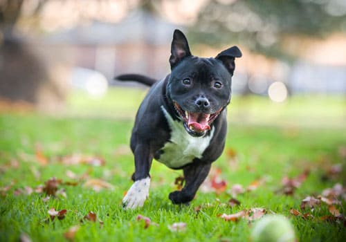 English Staffordshire Bull Terrier (Staffy)