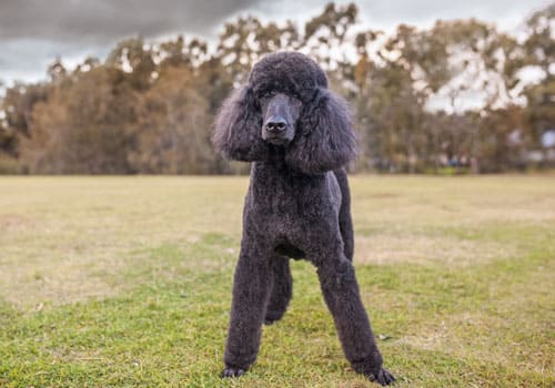 Standard Poodle