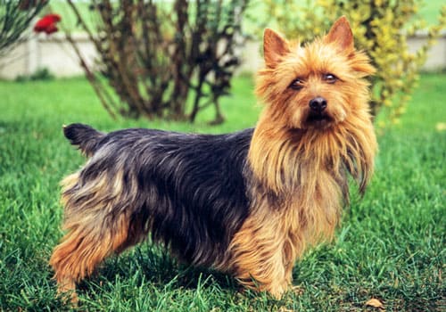 Australian Terrier