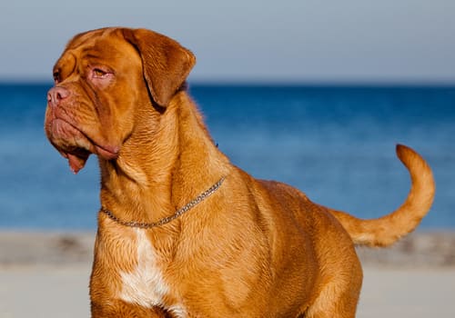 Dogue de Bordeaux