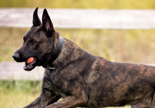 Dutch Shepherd