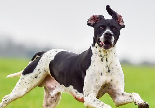 English Pointer