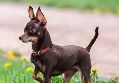 English Toy Terrier