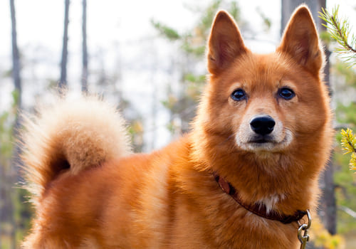 Finnish Spitz