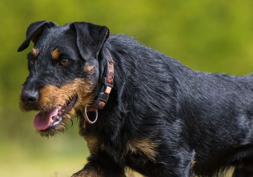 German Hunting Terrier