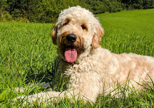 Groodle (Golden Doodle)