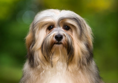 Havanese