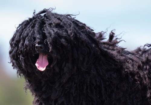 Hungarian Puli